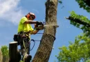 tree removal