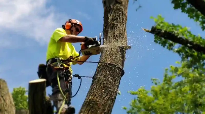 tree removal