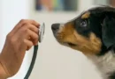 pet insurance